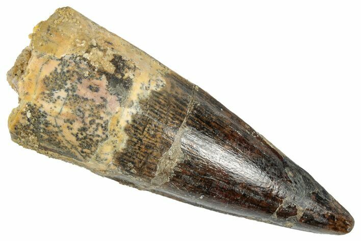 Fossil Spinosaurus Tooth - Real Dinosaur Tooth #348618